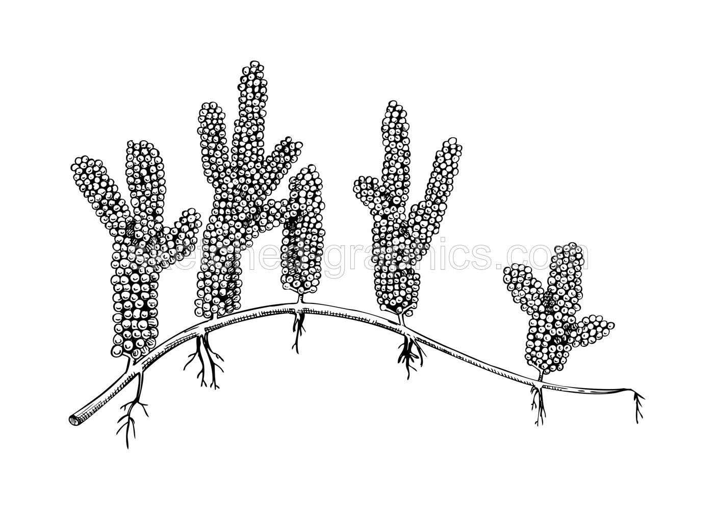 Hand drawn sea grapes - Umi budo  sketch. Caulerpa lentillifera - green caviar. Edible seaweed drawing isolated on white background. Green algae vector food illustration. Japanese cuisine ingredients Illustration