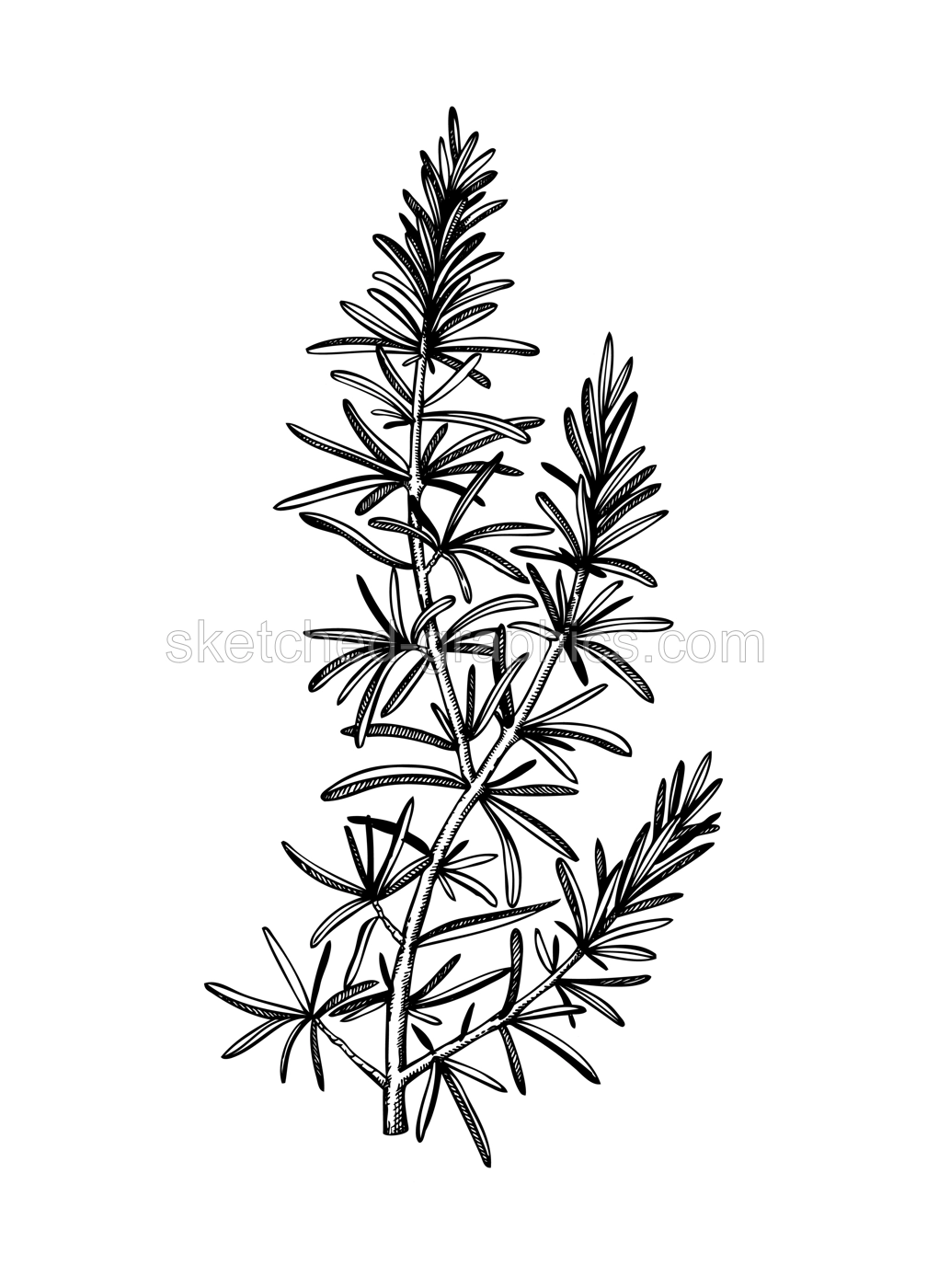 Hand sketched Rosemary illustration. Medicinal herbs design. Herbal tea ingredients. Aromatic and medicinal plants drawing. Botanical elements in engraved style.  Illustration