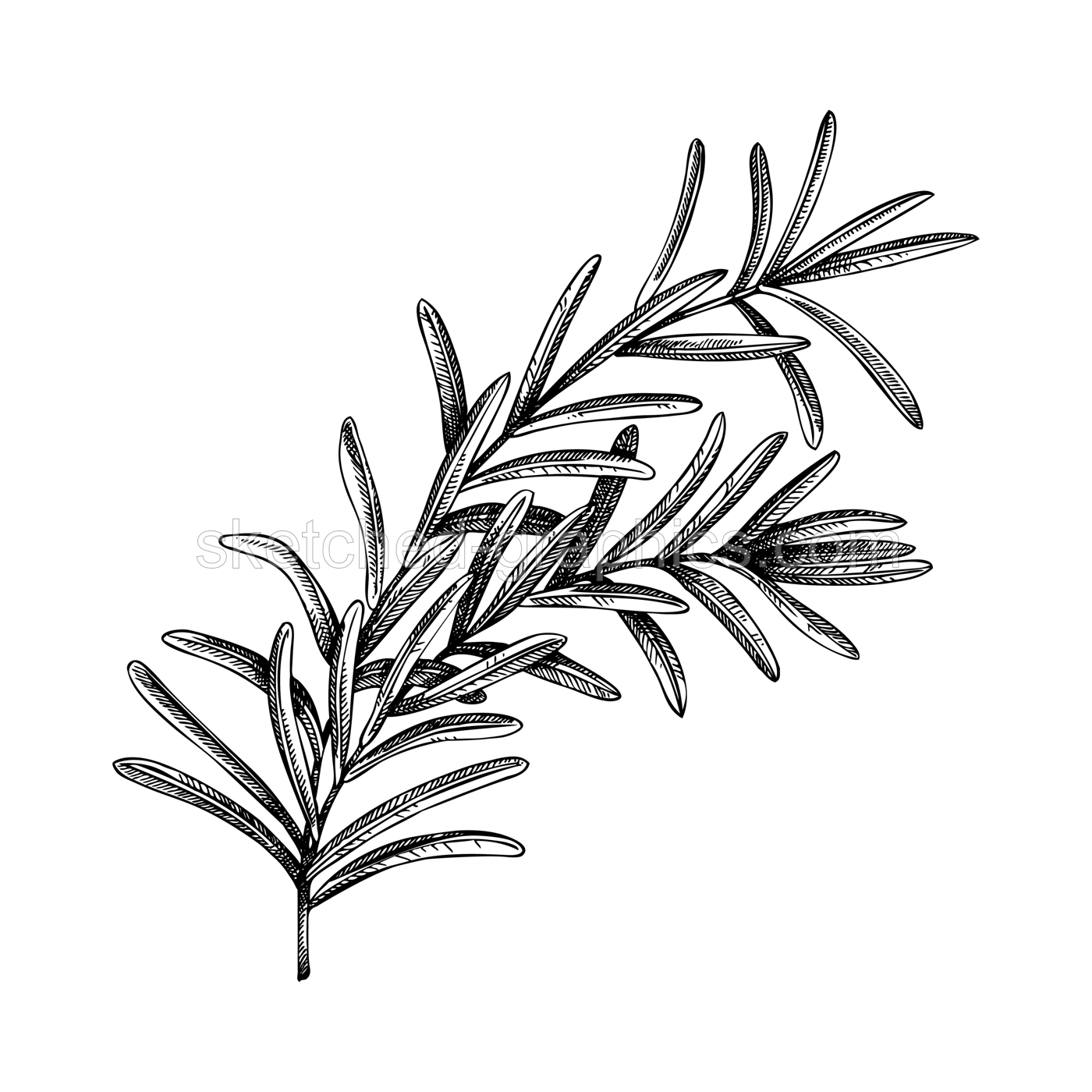 Rosemary sketch. Apothecary plant drawing. Herbal remedies, medicinal plant, natural medicine hand-drawn vector illustration. NOT AI genereted Illustration