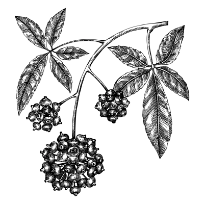 Eleuthero. Adaptogenic plant botanical illustration. Hand-drawn Ginseng drawing. Great for traditional medicine, cosmetology, Ayurveda, clinical research design. Natural adaptogen line art design
