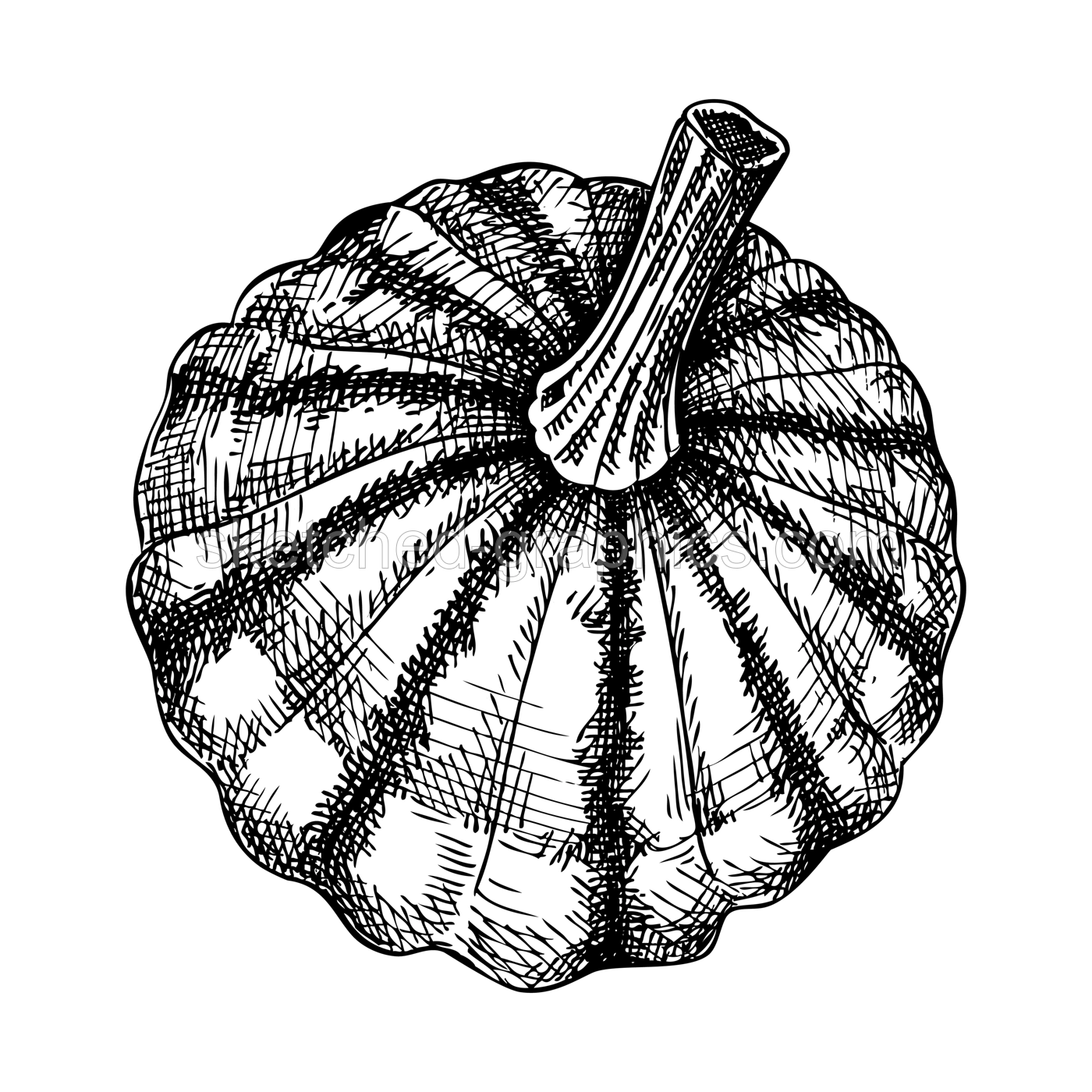 Fresh Pattypan squash sketch. Hand-sketched Vegetable illustration. Healthy food plant. Vector drawing of raw cultivated summer squash. Patisson for grocery, markets, packaging, recipes, menus design. Illustration