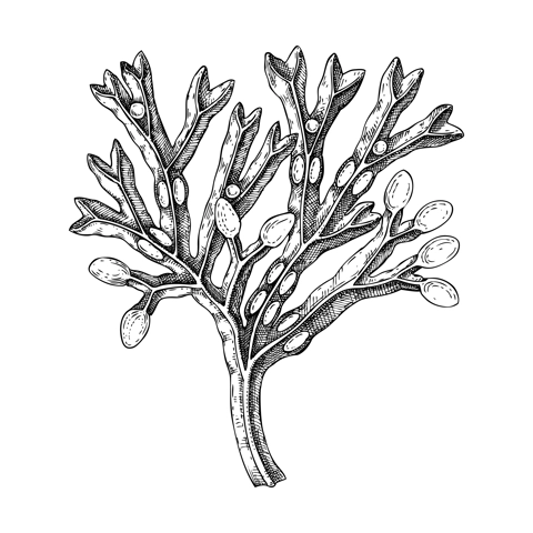 Hand drawn bladder wrack sketch. Red fucus - edible seaweed drawing isolated on white background. Sea kelp vector food illustration. Healthy food ingredient, nutritional supplement.