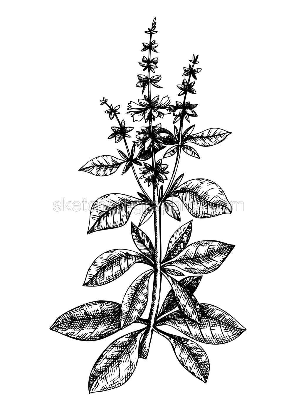 Hand sketched Basil illustration with leaves and flowers. Hand-drawn medicinal herb and culinary spice. Engraved style botanical illustration. Herbal medicine and tea ingredients. Basil vintage sketch Illustration