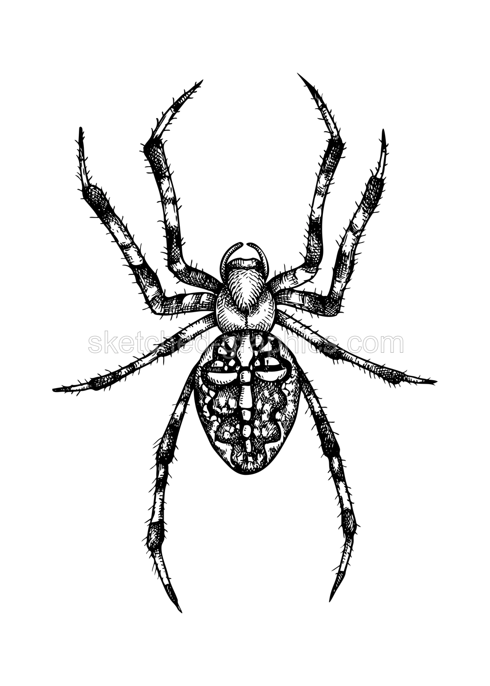 Spider vector sketch. Hand drawn wildlife illustration in engraved style. Arachnid isolated on white background. Black contoured tarantula - animal drawing for print, poster, card, cover, tattoo desig Illustration