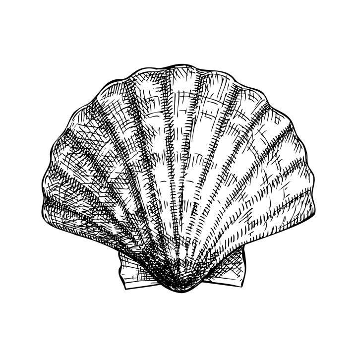 Hand drawn sea shells illustration. Vintage marine mollusk in sketch style. Shellfish drawing isolated on white background. For menu, recipes, logos, flyers.