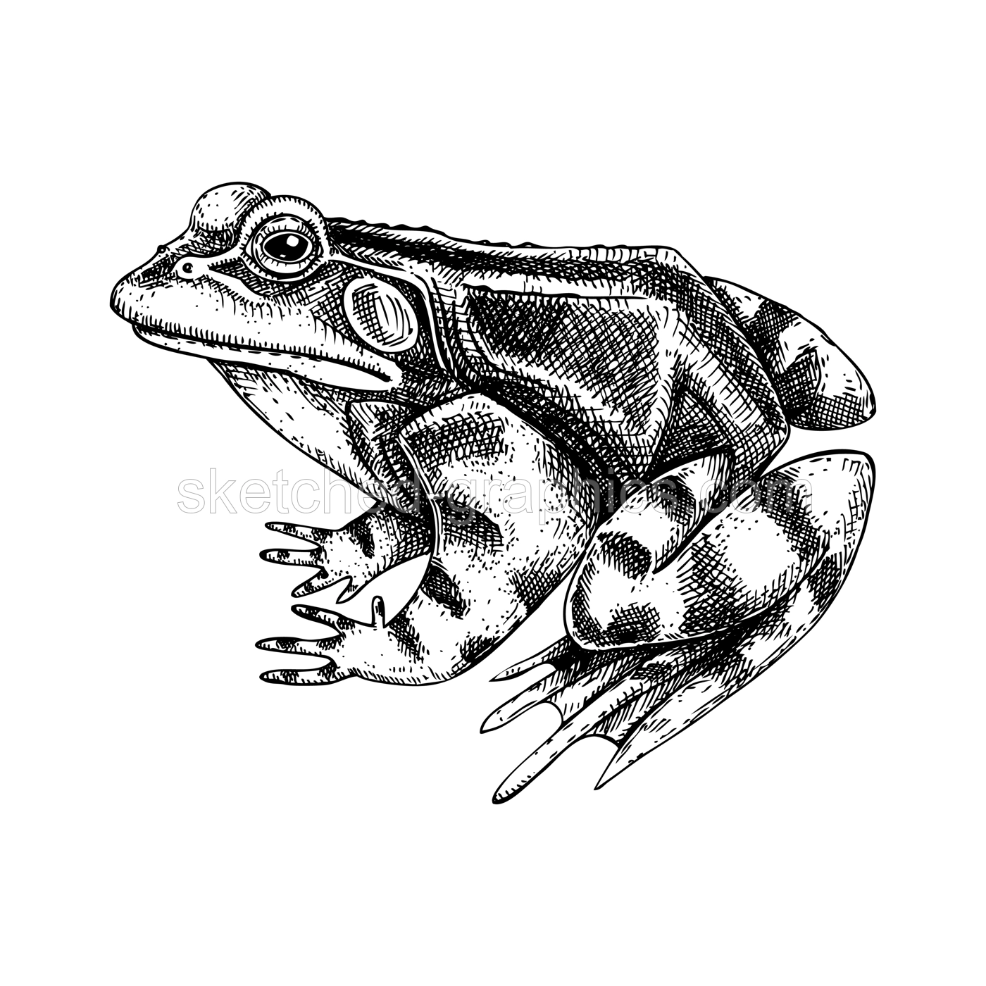 Frog vector sketch. Hand drawn wildlife illustration in engraved style. Amphibian isolated on white background. Black and white animal drawing for print, poster, card, cover. Illustration