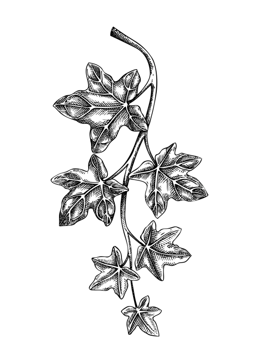 Decorative evergreen plant sketch. Ivy branch drawing. Hand-drawn botanical element in sketched style. Hedera leaves for Christmas or winter design.