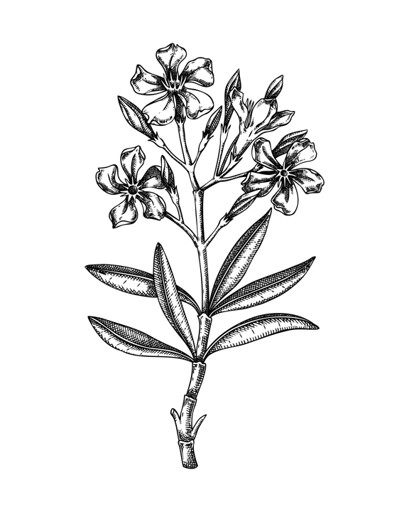 Oleander sketch. Poisonous plant drawing. Rosebay hand-drawn vector illustration. Witchcraft, herbal remedies, medicinal plants, apothecary. NOT AI generated