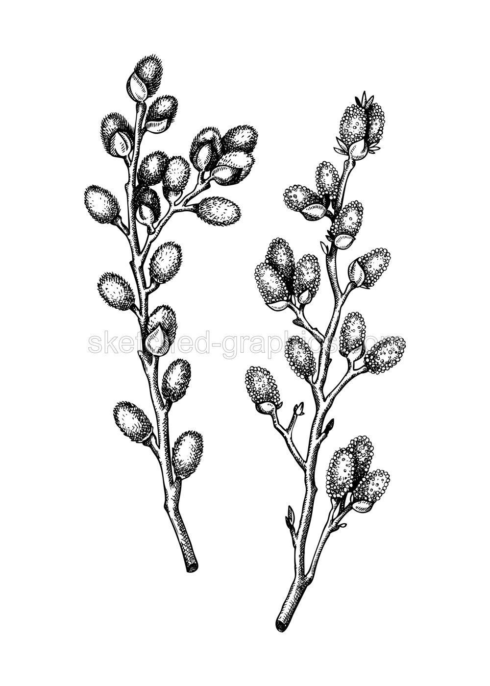 Willow blossom sketch in engraved style. Flowering branches with flowers and buds. Two white contoured drawing. Botanical vector illustration of spring tree. Pussy willow isolated on white background Illustration
