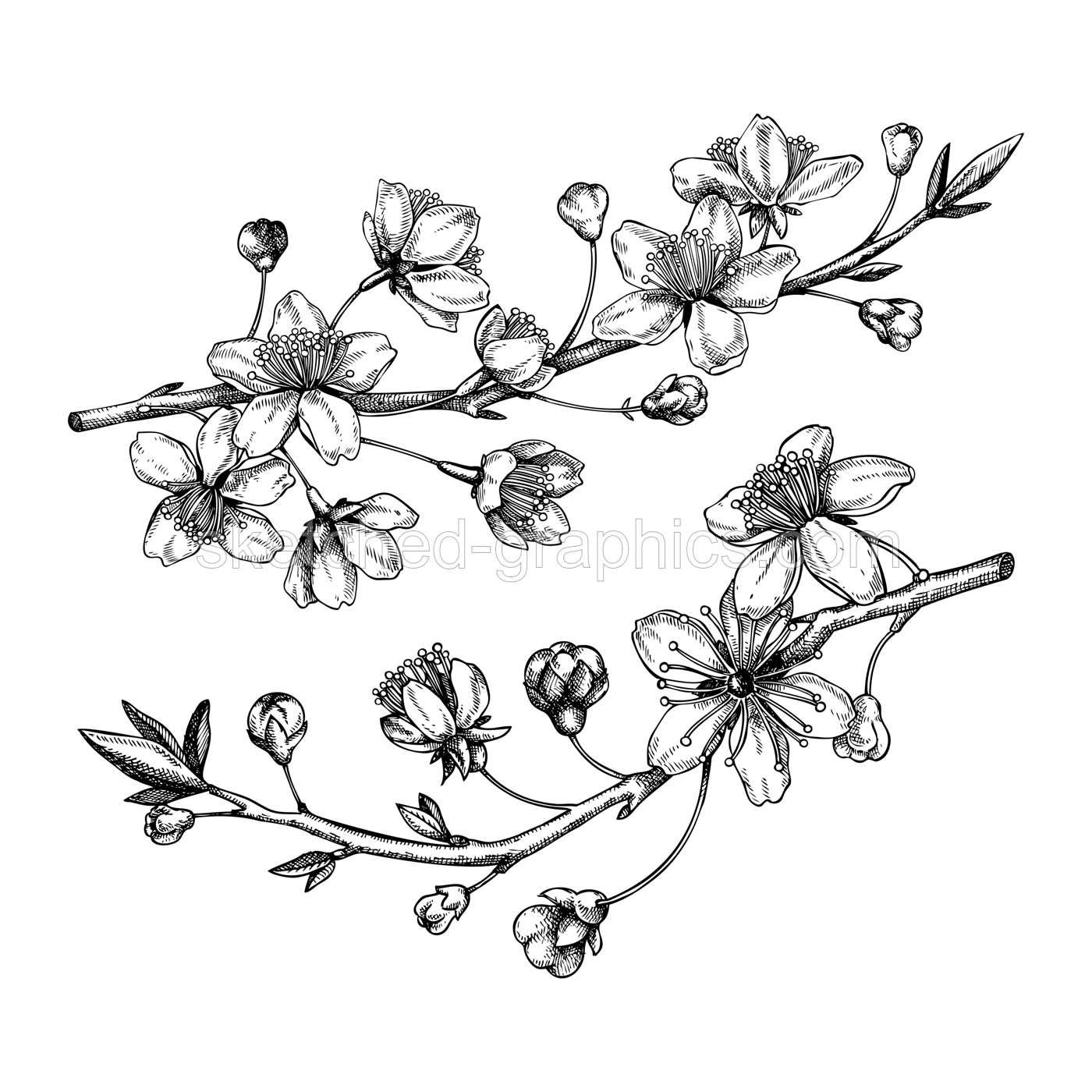 Cherry blossom sketch in engraved style. Two flowering branch with flowers and leaves. Black contoured sakura drawing. Botanical vector illustration of spring tree isolated on white background Illustration