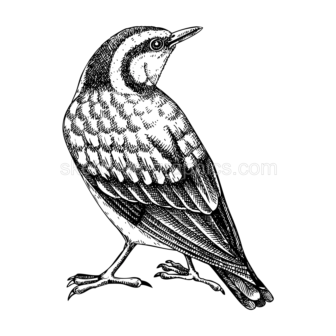 Nuthatch vector sketch. Hand drawn wildlife illustration in engraved style. Blue-grey passerine bird isolated on white background. Black and white animal drawing for print, poster, card, cover. Illustration