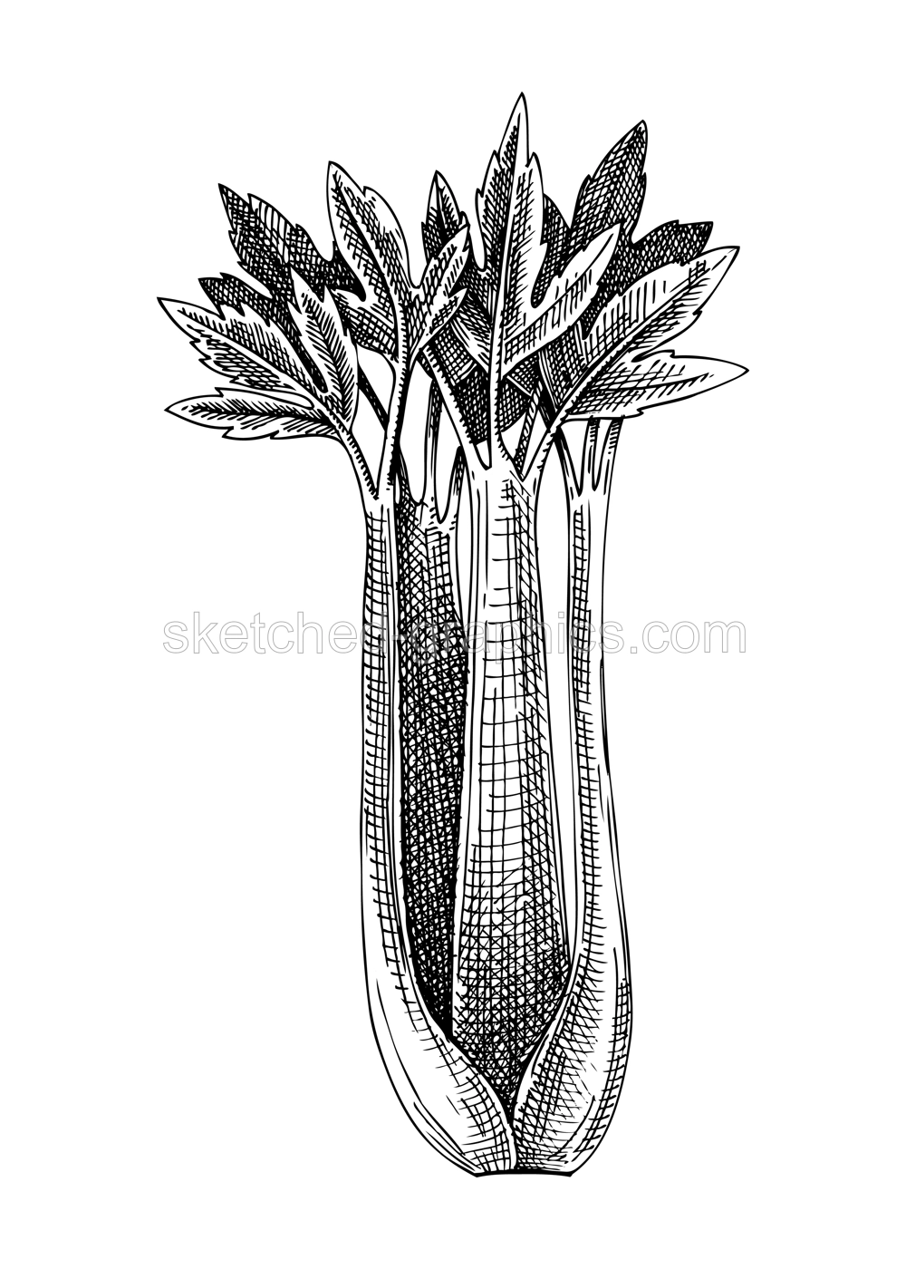 Fresh Celery sketch. Garden leaf vegetable drawing. Organic green food plant. Hand-sketched celery leaves vector illustration for markets, packaging, restaurant, menu, recipe Illustration
