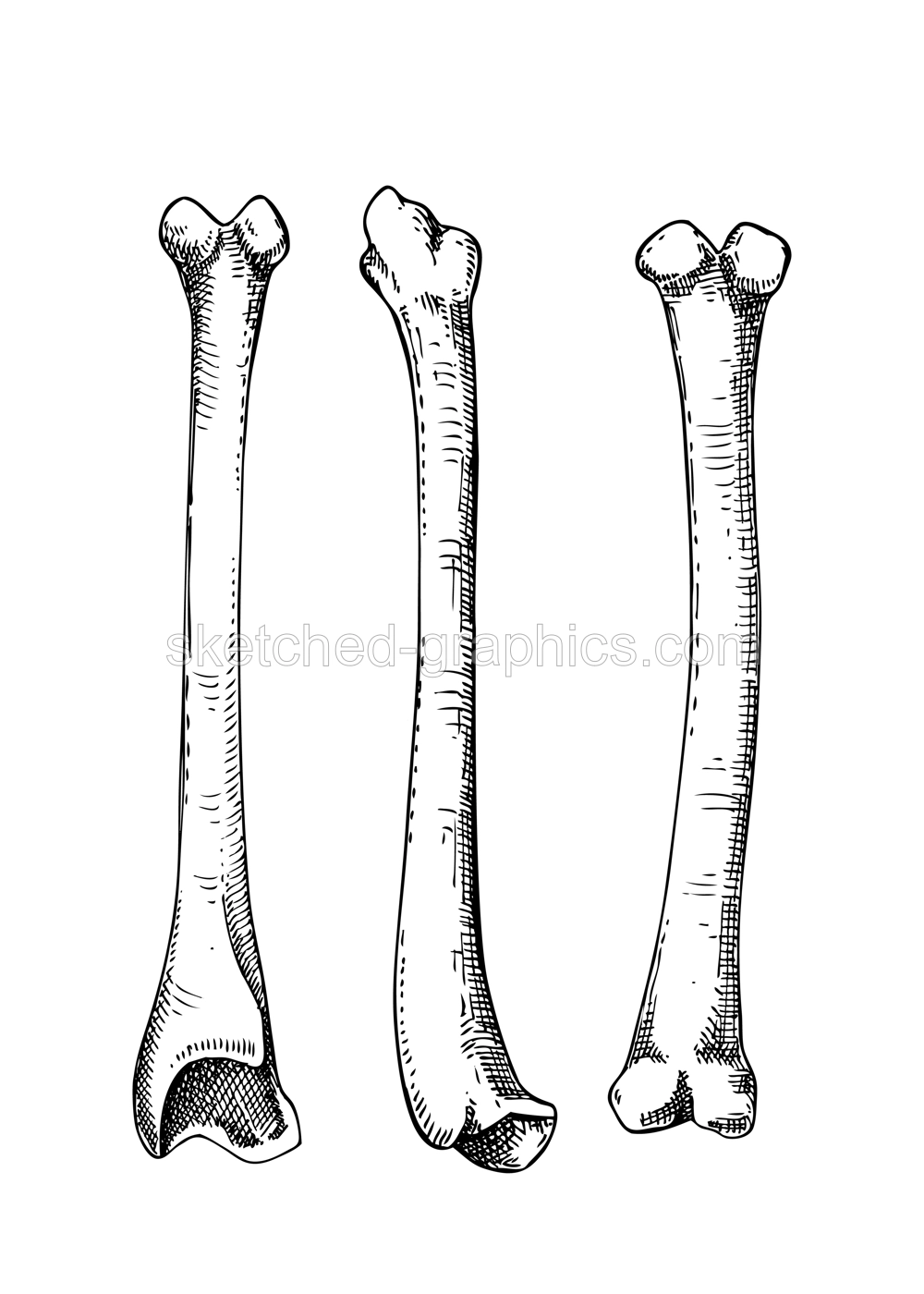 Hand drawn magical occult elements in graphic style. Halloween design element. Animal bones sketch isolated on white. Vector magic illustration for witchcraft, alchemy, Halloween decor.  Illustration