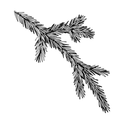 Fir sketch. Conifer tree drawing. Winter tree branch hand-drawn vector illustration. Christmas design element. NOT AI genereted