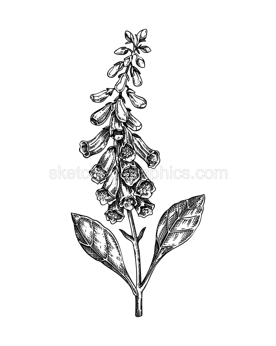 Foxglove sketch. Poisonous plant drawing. Digitalis hand-drawn vector illustration. Witchcraft, herbal remedies, medicinal plants, apothecary. NOT AI generated Illustration