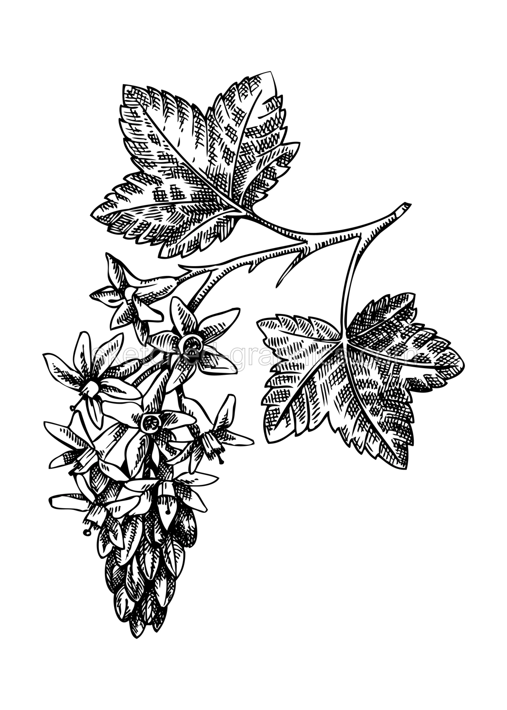 Currant blossom sketch in engraved style. Flowering branch with flowers and leaves. Black contoured berry blossom drawing. Botanical vector illustration of spring plant isolated on white background Illustration