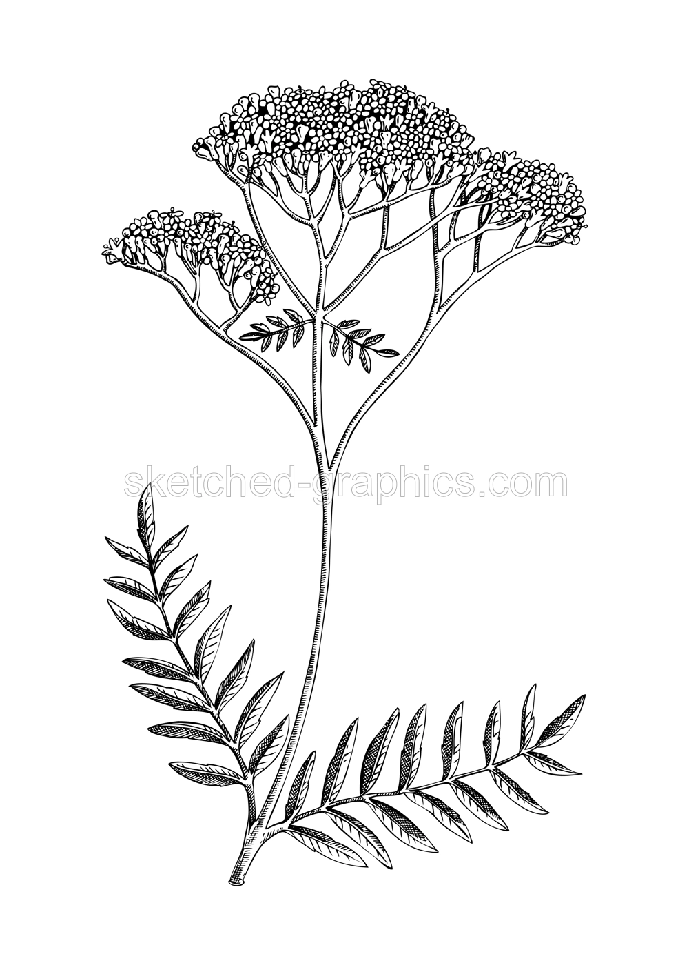 Valerian sketch. Apothecary plant drawing. Herbal remedies, medicinal plant, natural medicine hand-drawn vector illustration. NOT AI genereted Illustration