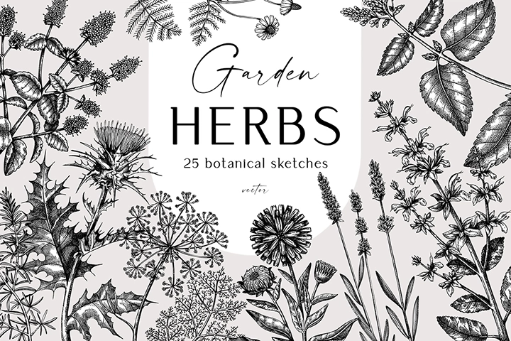 Herbs sketch illustrations. Hand drawn collection of herbs vector elements.