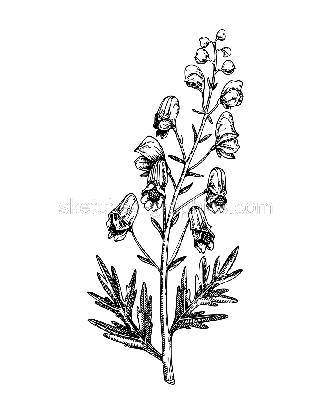 Aconite sketch. Poisonous plant drawing. Wolfsbane hand-drawn vector illustration. Witchcraft, herbal remedies, medicinal plants, apothecary. NOT AI generated Illustration