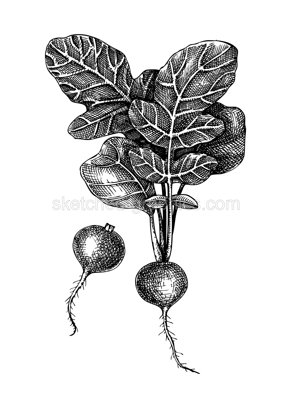 Fresh radish sketches collection. Garden vegetable drawing. Root vegetable composition of two hand-sketched food plants. Vector illustration of raw cultivated radish. For grocery, markets, packaging Illustration