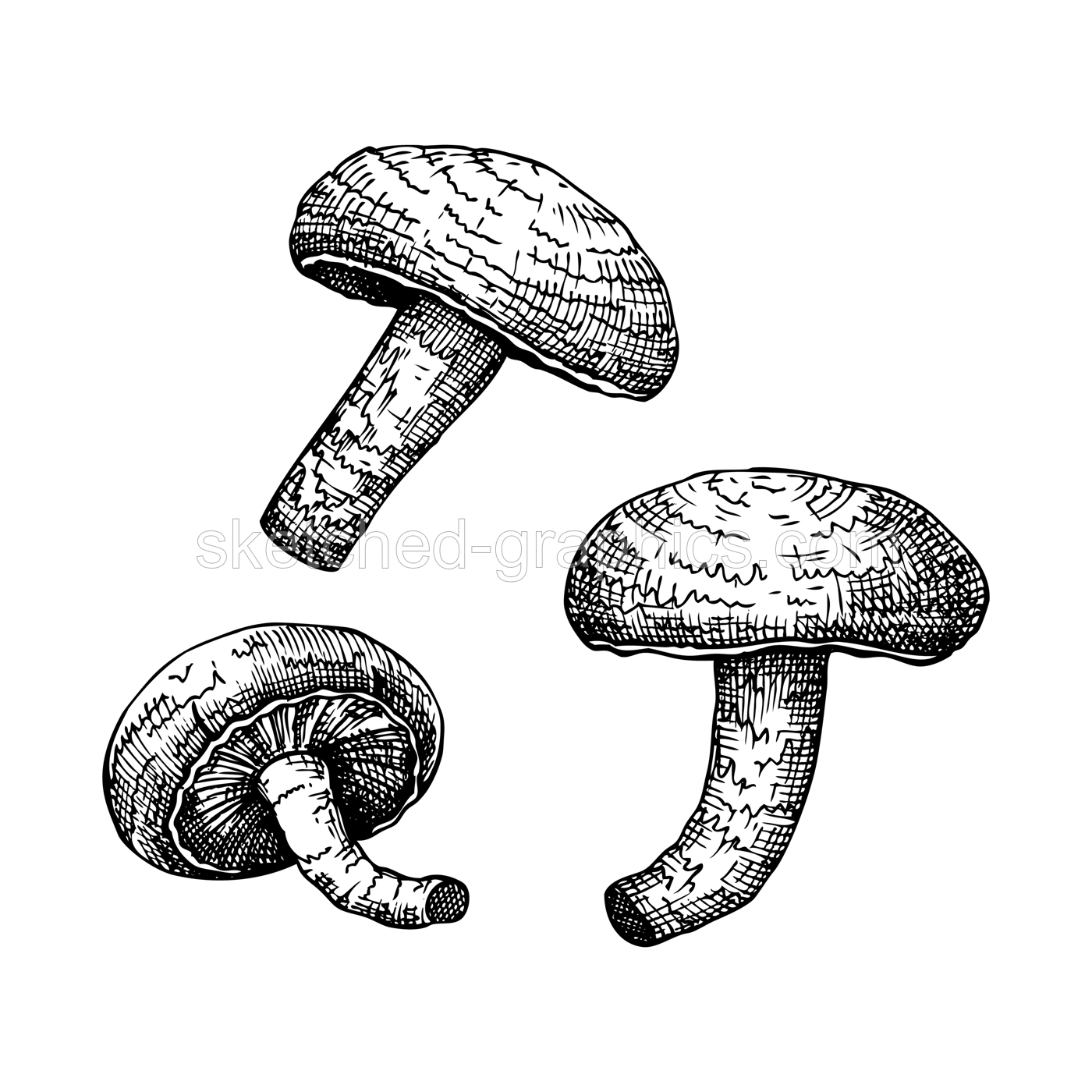 Shiitake. Adaptogenic mushroom hand drawn illustrations set. Medicinal plants sketches. Perfect for cooking, traditional medicine, vegans. Illustration