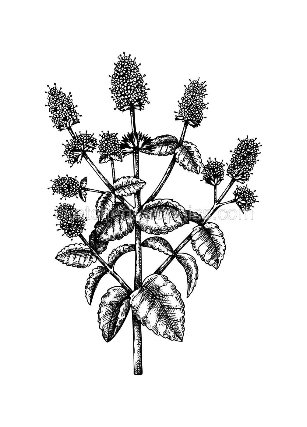 Hand sketched Mint botanical illustration with leaves and flowers.Spearmint - hand-drawn medical herbs and spices. Engraved style herbal plant on white background. Healthy tea ingredients Illustration
