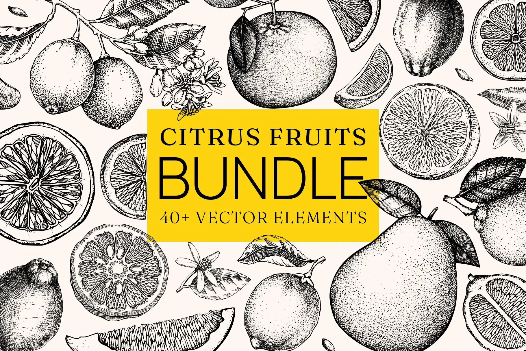 BUNDLE. Citrus Fruit Vector Sketches. Hand- Drawn Botanical Illustrations For Print & Web Illustration