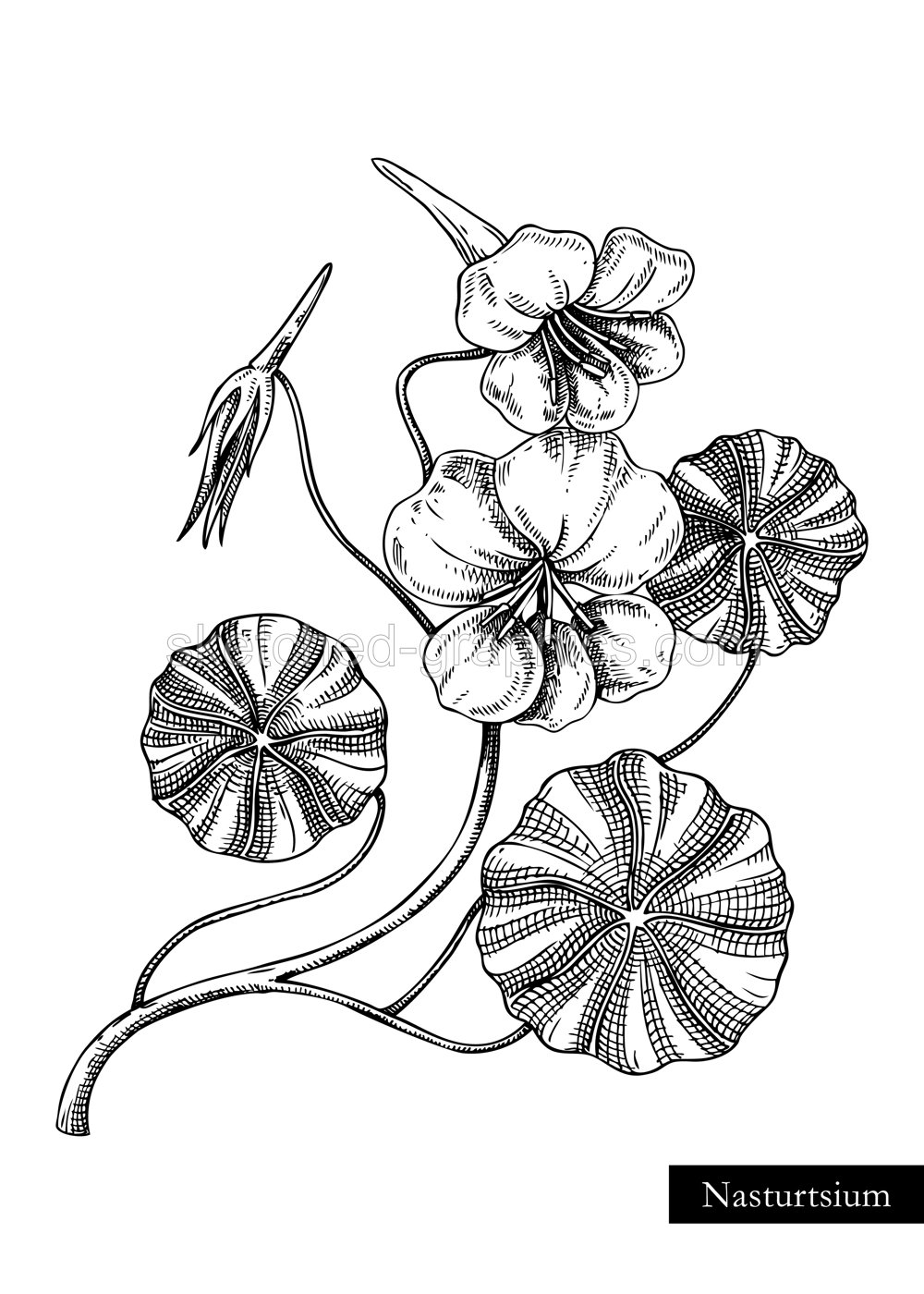 Nasturtium vector illustration. Hand drawn summer flower sketch. Wildflower drawing isolated on white background. Damp meadows or woodlands flowering plant. Floral design element in engraved style Illustration