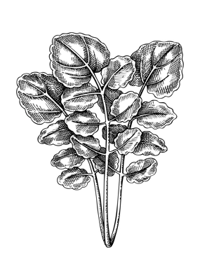 Fresh Watercress sketch. Hand-sketched leaf vegetable illustration. Healthy food plant. Vector drawing of raw cultivated yellowcress. Perfect for grocery, markets, packaging, recipes, menus design.