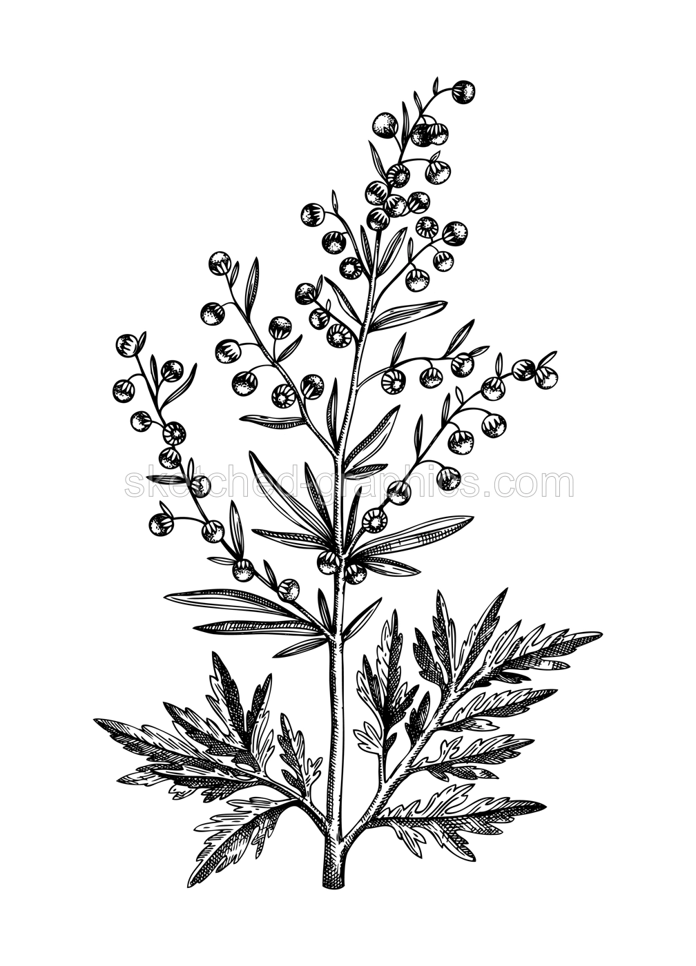 Hand sketched Wormwood illustration. Botanical drawing of Artemisia. Aromatic and medicinal plant in vintage style. Tea ingredient. Perfect for label, branding, packaging, Vintage weeds. Illustration