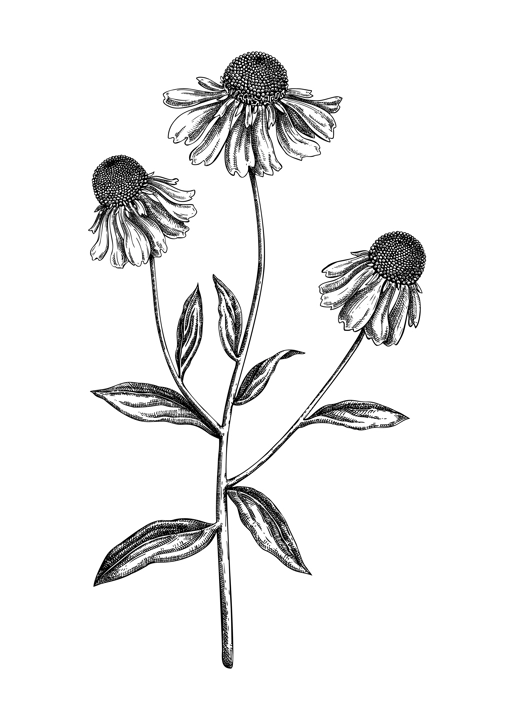 Helenium vector illustration. Hand-drawn autumn flower sketch. Wildflower drawing. Floral design element in engraved style. Not AI generated