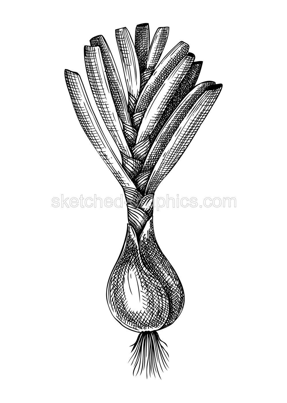 Fresh onion sketches collection. Garden root vegetable drawing. Hand-sketched food plant illustration. Raw cultivated onion. For grocery, markets, packaging Illustration