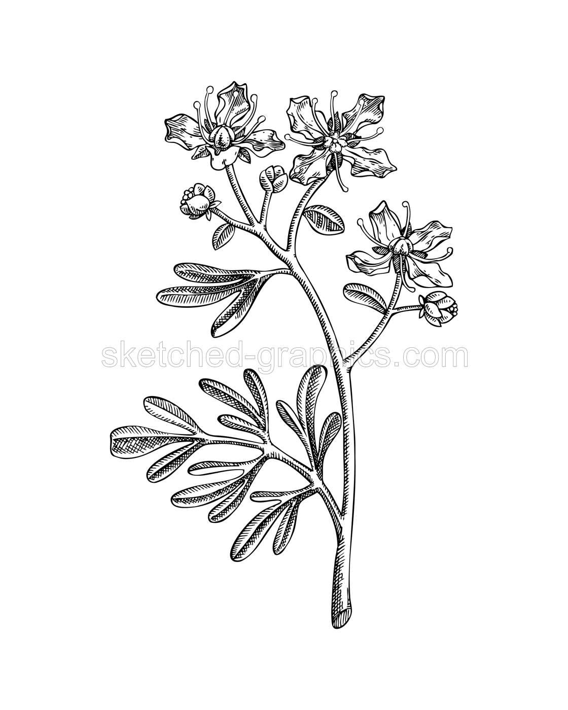  Rue flower sketch. Poisonous plant hand-drawn vector illustration. Witchcraft and mythology design element. NOT AI generated Illustration