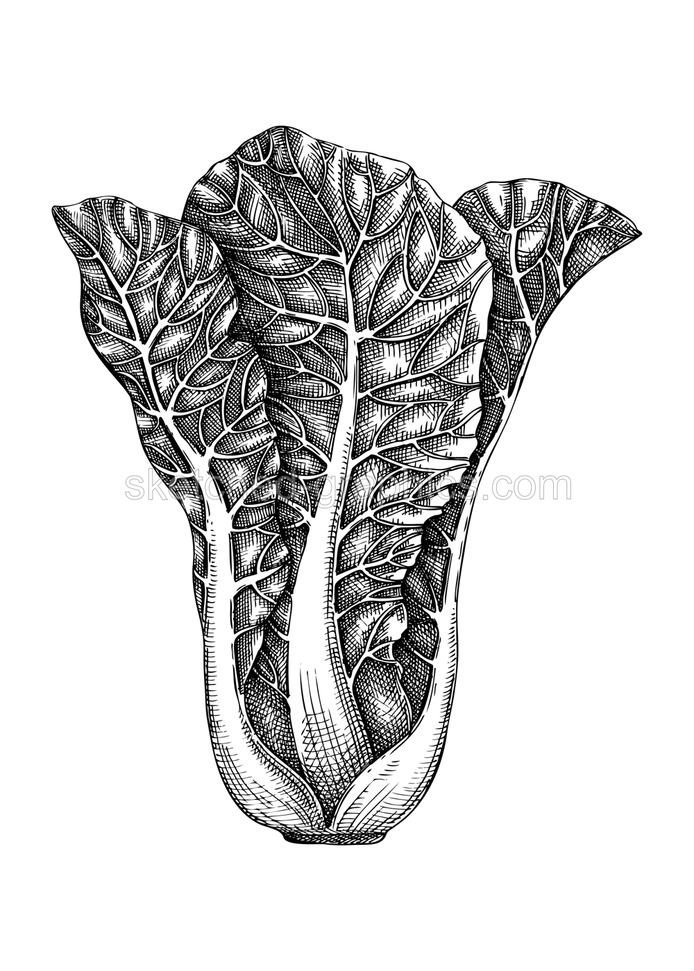 Fresh Kale sketch. Garden vegetable drawing.  Hand-sketched  Leaf cabbage. Healthy food plants. Vector illustration of raw cultivated kale cabbage. For grocery, markets, packaging Illustration