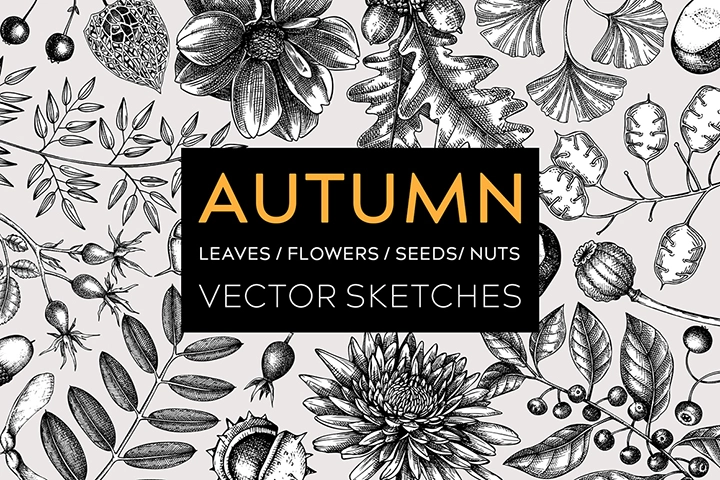Autumn leaves and dried flowers illustrations. Fall vector sketches.