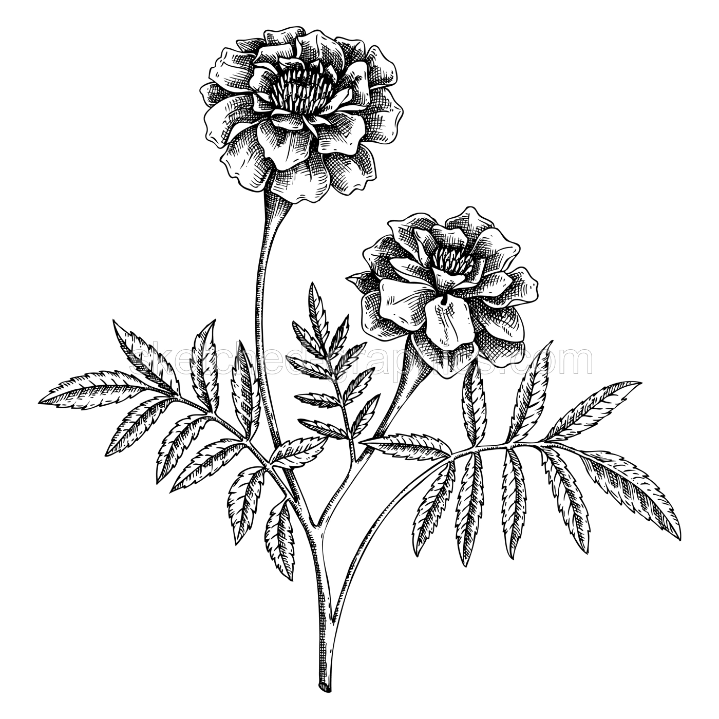 Marigold sketch. Apothecary plant drawing. Herbal remedies, medicinal plant, natural medicine hand-drawn vector illustration. NOT AI genereted Illustration