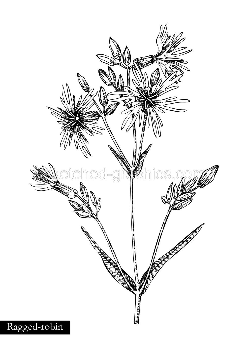 Ragged-robin vector illustration. Hand drawn summer flower sketch. Wildflower drawing isolated on white background. Damp meadows or woodlands flowering plant. Floral design element in engraved style Illustration