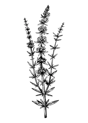 Hand sketched hyssop botanical illustration with leaves and flowers. Hand-drawn medical herbs and spices. Engraved style botanical illustration. Herbal medicine and tea ingredients
