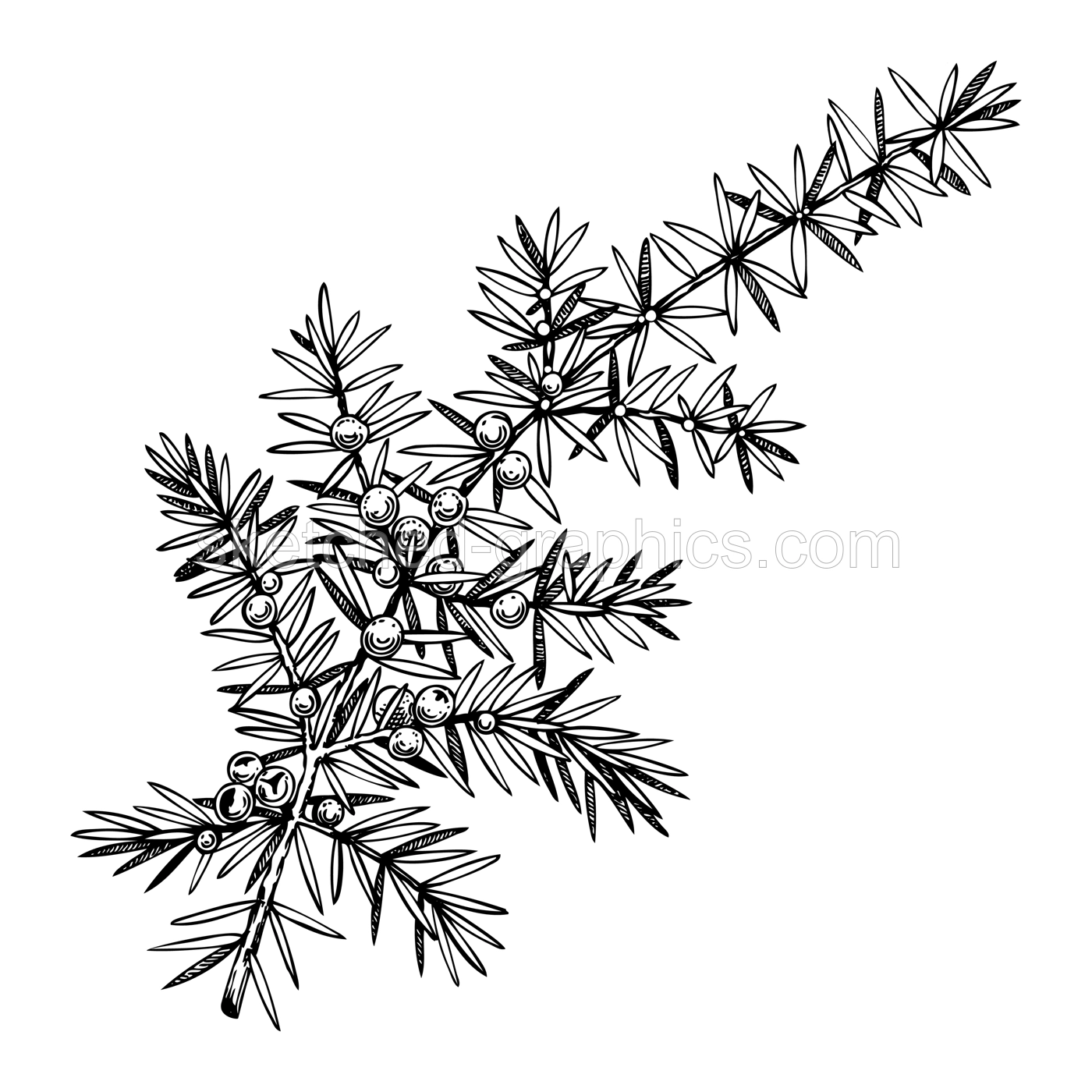 Juniper sketch. Winter plant drawing. Evergreen tree branch with berries hand-drawn vector illustration. Christmas design element. NOT AI generated Illustration