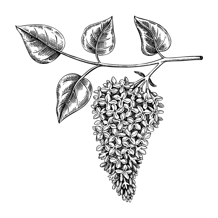 Lilac blossom sketch in engraved style. Flowering branch with flowers and leaves. Black contoured floral drawing. Botanical vector illustration of spring tree isolated on white background