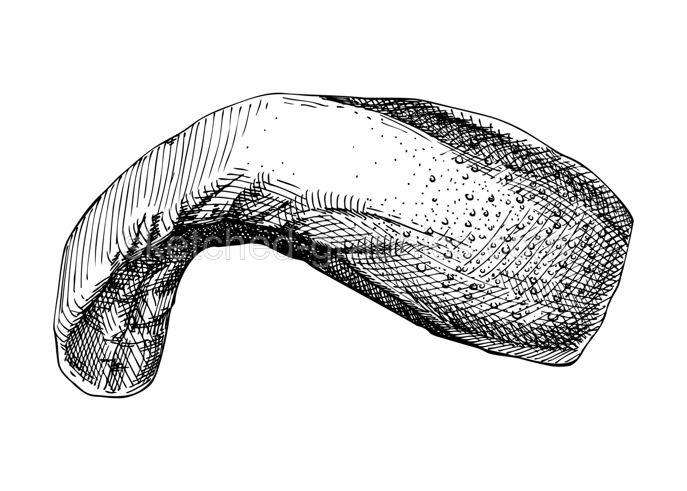 Hand-drawn beef tongue sketch. Internal organs of farm animal drawings. Healthy food vector Illustrations on a white background. Cattle organ meat, offal, ingredients, butchery design elements. Illustration
