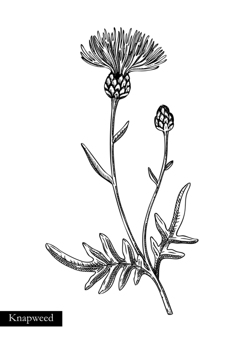 Greater knapweed vector illustration. Hand drawn summer flower sketch. Wildflower drawing isolated on white background. Meadows or woodlands flowering plant. Floral design element 