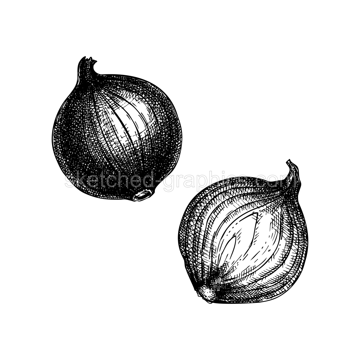 Onion hand-sketched vector set. Full and half cutout slice. Isolated Vegetables in vintage style. Detailed vegetarian food hand drawing. Farm market product. For menu, label, icon Illustration