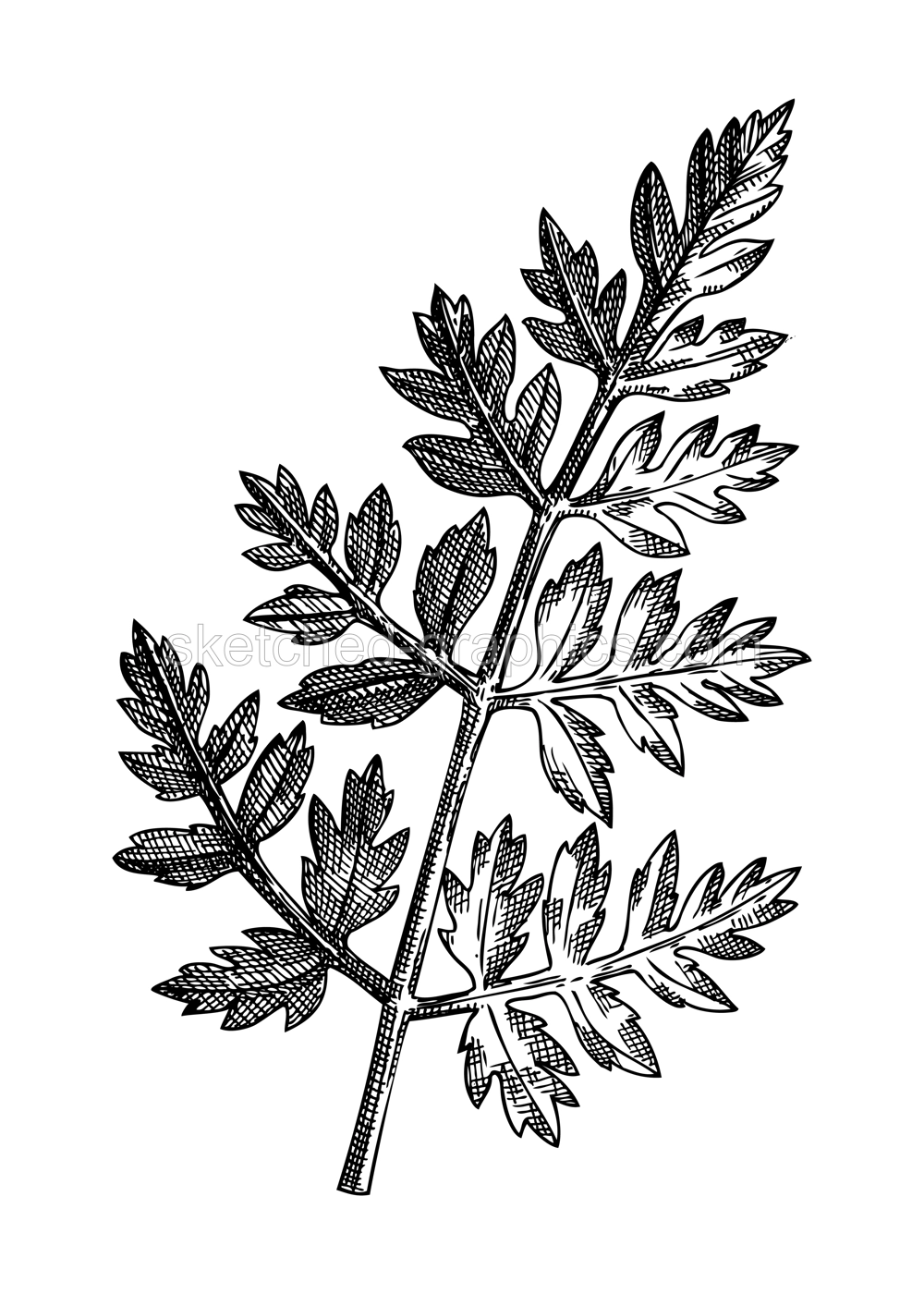 Fresh Chervil sketch. Hand-sketched Vegetable illustration. Healthy food  herbal plant. Vector drawing of raw cultivated French parsley. French cuisine ingredients fines herbs.  Illustration