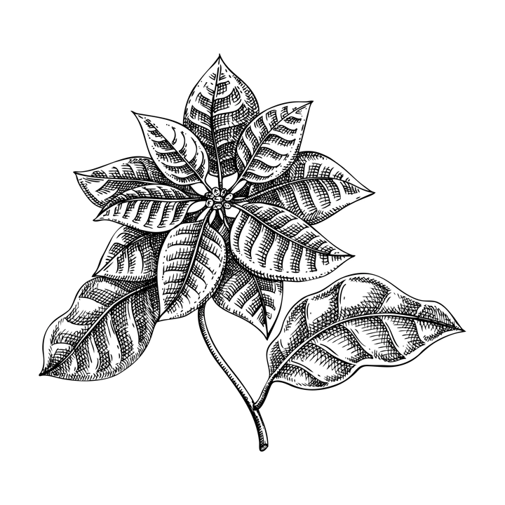 Poinsettia sketch. Vintage floral drawing. Winter flower hand-drawn vector illustration. Christmas design element. NOT AI generated