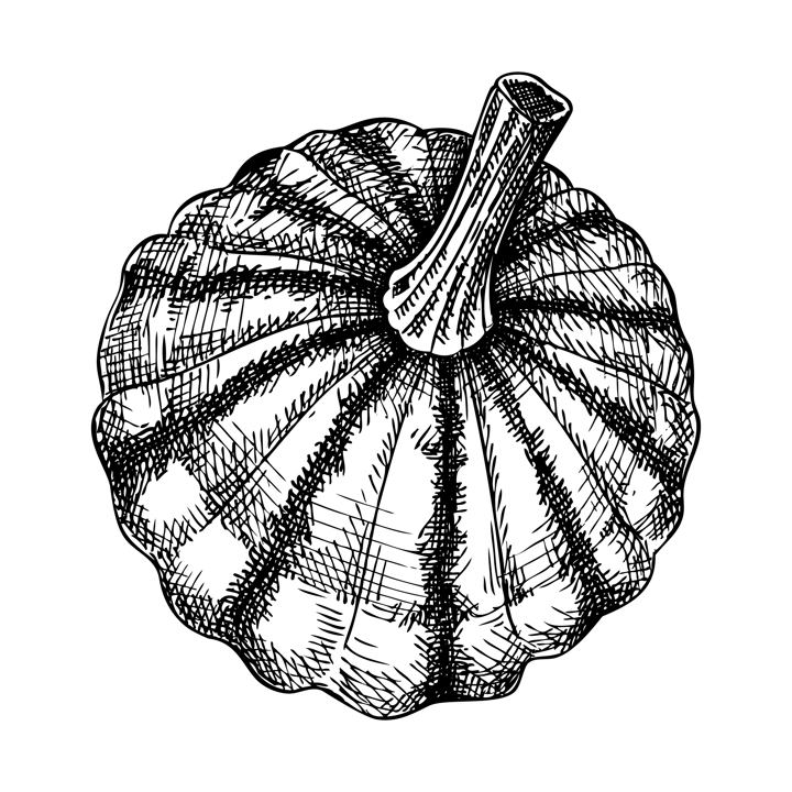 Fresh Pattypan squash sketch. Hand-sketched Vegetable illustration. Healthy food plant. Vector drawing of raw cultivated summer squash. Patisson for grocery, markets, packaging, recipes, menus design.