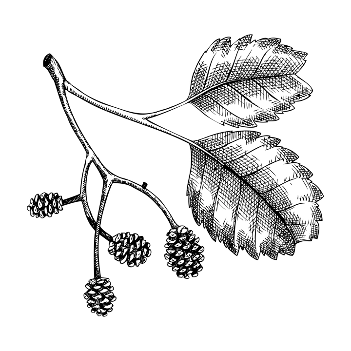 Decorative autumn leaf sketch. Alder foliage and cones drawing. Hand drawn botanical element in sketched style. Sketched fall branches illustrations. For Thanksgiving day design.