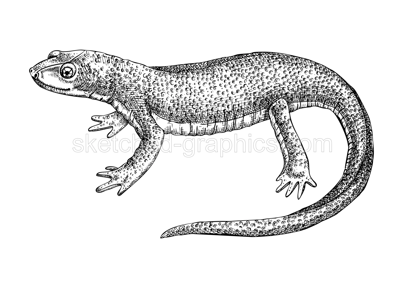 Newt vector sketch. Hand drawn wildlife illustration in engraved style. Salamander isolated on white background. Black and white mammal animal drawing for print, poster, card, cover. Illustration