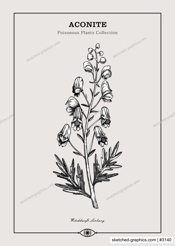 Antique apothecary label design. Aconite sketch. Witch herbs. Poisonous plant hand-drawn illustration. Art deco poster. NOT AI generated
