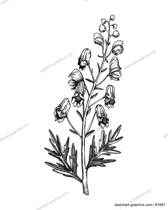 Aconite sketch. Poisonous plant drawing. Wolfsbane hand-drawn vector illustration. Witchcraft, herbal remedies, medicinal plants, apothecary. NOT AI generated